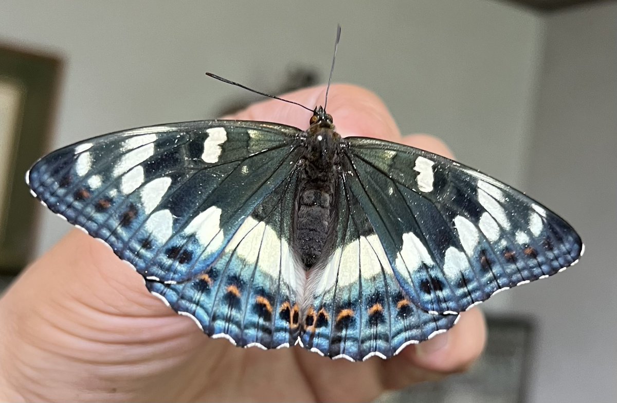 旭川市のオオイチモンジはヤマナラシを食べている。大雪のオオイチモンジはドロノキを食べている。この個体は旭川市のオオイチモンジです❤️大雪でこのような美しいオオイチモンジは採集した事がない❤️