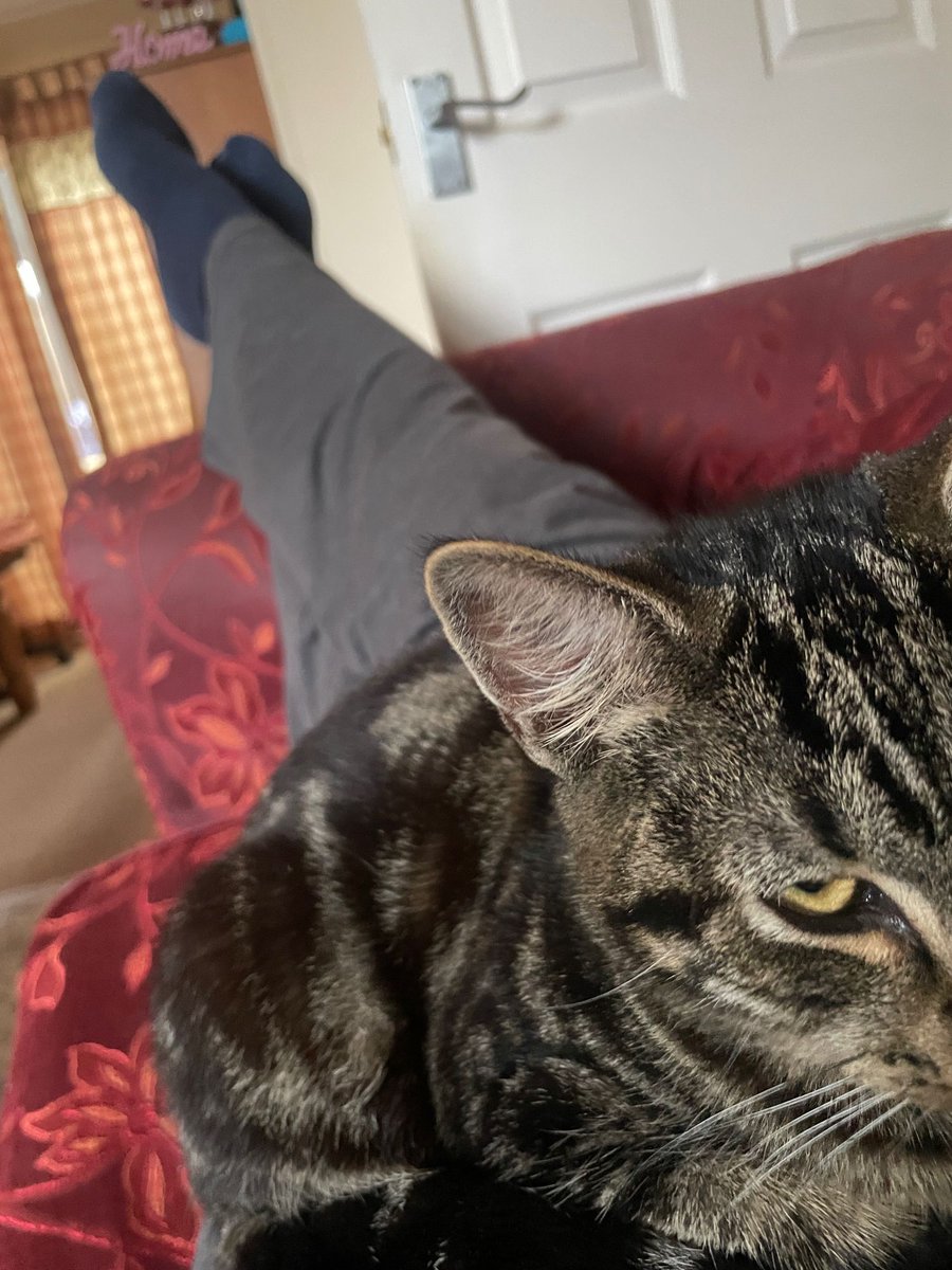 nickluckham's tweet image. Two directions of phone camera. In front and behind are cats. Crumpet loves Kali and wants to be near her. Kali doesn’t feel the same. I am the buffer.