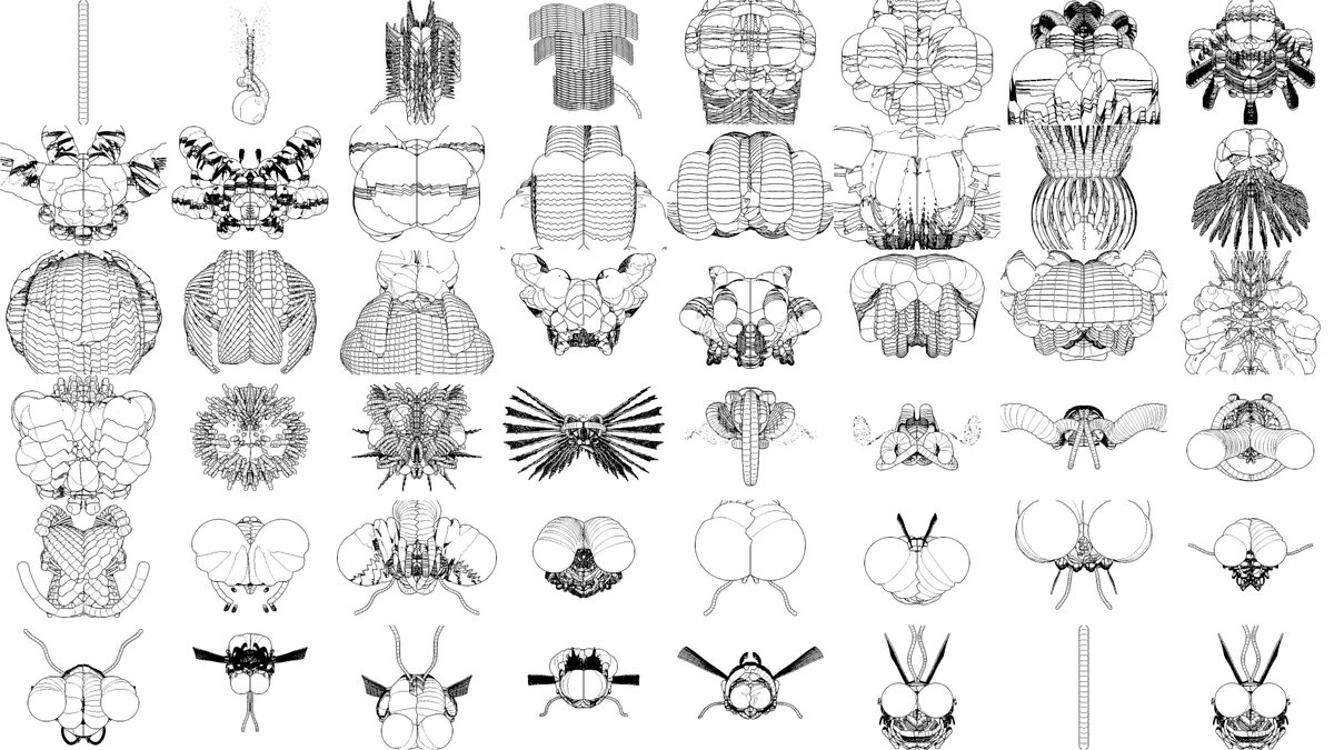Evolutionary lineage from line to fly head. See Artist+AI collaboration at Evolution and Foundation Art Exhibition, Oct 17th-26th <a href="/OXOTowerWharf/">Oxo Tower Wharf</a> Southbank, London

<a href="/WilliamLatham1/">William Latham</a> <a href="/GoldsmithsUoL/">Goldsmiths, University of London</a>
#art #AIXArt #AIart #GoogleGemini #ArtandAI #HumanAICollaboration #generativeai