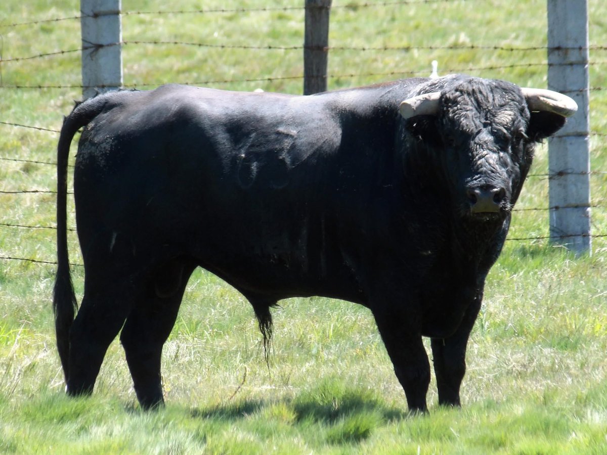 Ganadería Zacatepec tweet media