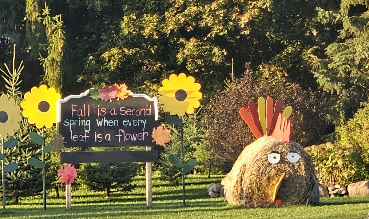 Fall display spotted on Highway 6 while driving north of Fergus 

📸: Sharon Grose