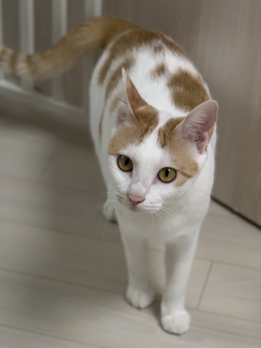 아유 이게 애기지 엄마야?
재삐(여) - 우렁찬 골골머신

입양신청 : nabiya.org/adopt
임보신청 : nabiya.org/foster_notice

#나비야사랑해_재삐네 #나비야사랑해_재삐 #고양이입양 #입양홍보  #한치두치세치네치뿌꾸빵