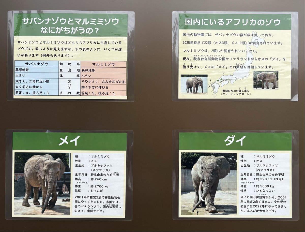 ブルキナファソから日本へ。
マルミミゾウのメイとダイは友情のパスポートを持って、安佐動物公園にやって来ました✈️
象は今日も「歩く外交官」。一歩ずつ、絆の足跡をのこしています。8月には赤ちゃんが生まれました！🐾
🇧🇫🤝🇯🇵
#JaponauBurkina #象
 
 安佐動物公園HP：asazoo.jp