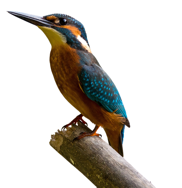 Chudai_jav_nwQN's tweet image. University students participate in research projects, contributing to the advancement of knowledge in their chosen fields.

#ForProgress