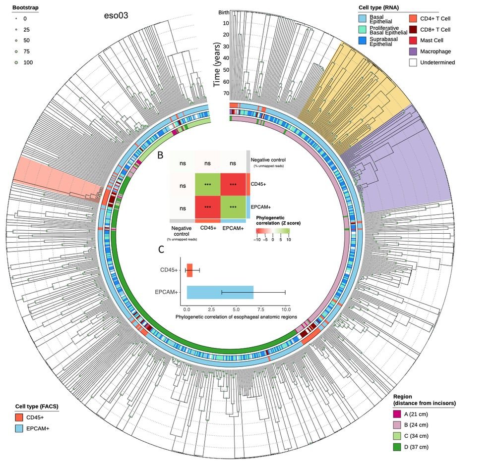 landau_lab's tweet image. Big, beautiful trees!!
SMART-PTA for whole-genome+transcriptome on thousand of single cells from the normal human esophagus 🤯 Massively scaling up the power of scWGS to build deep phylogenies and chart somatic evolution from birth throughout life.
biorxiv.org/content/10.110…