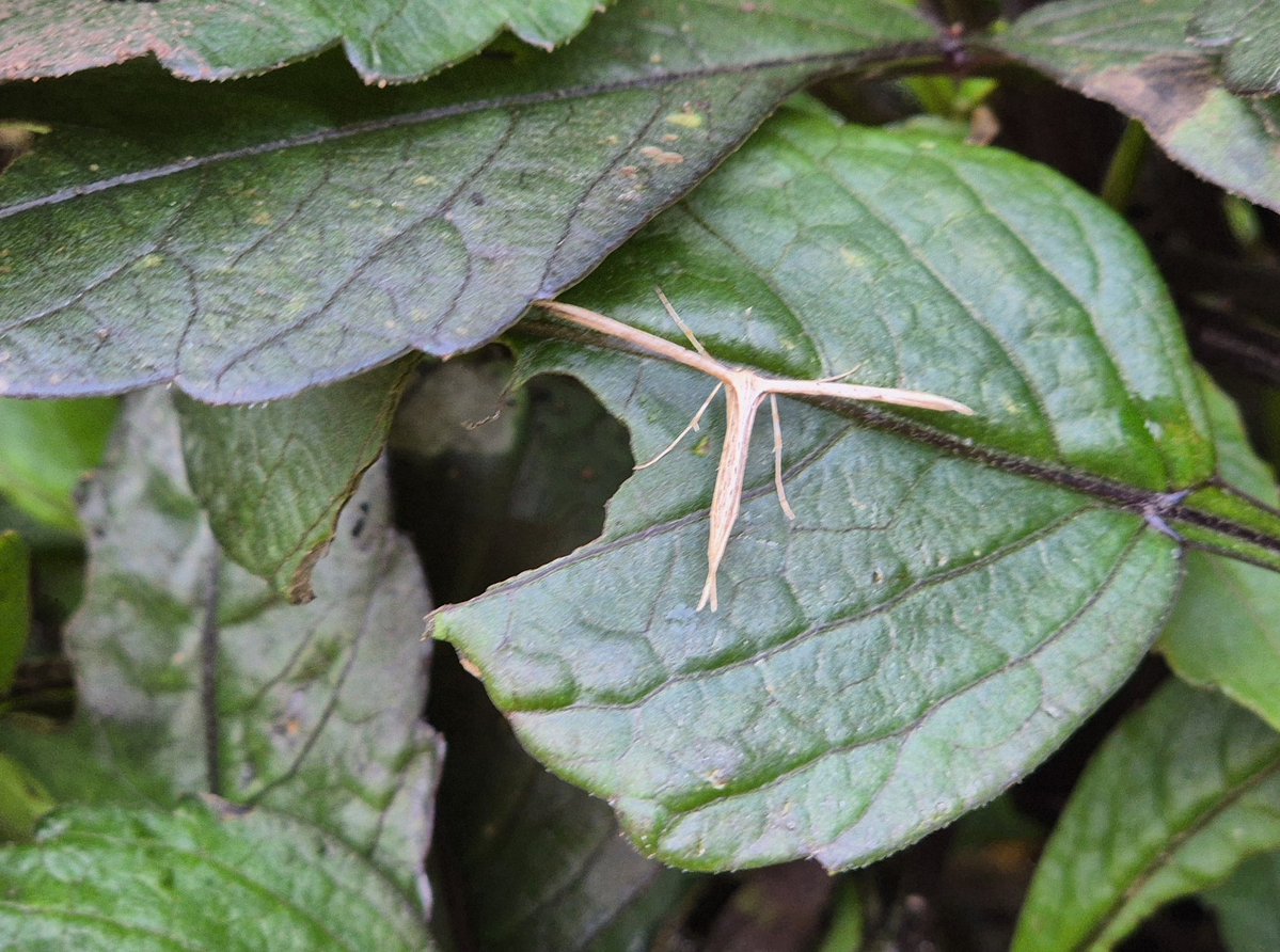 Plume moth in my garden. <a href="/PattonJustine/">Justine Patton</a>