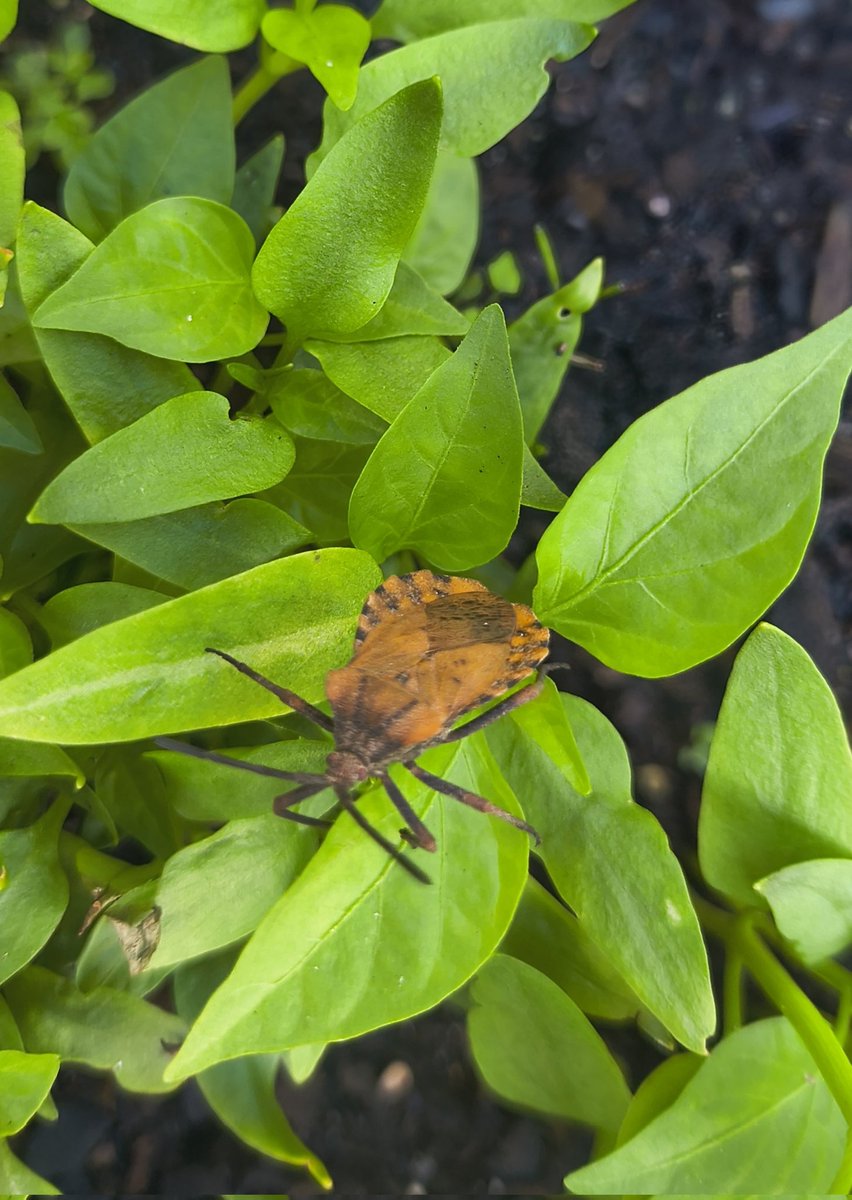 We've had a lot of rain, so the bugs are fully enjoying my garden. I think this is a stink bug. Never seen one so yuuuuuge!