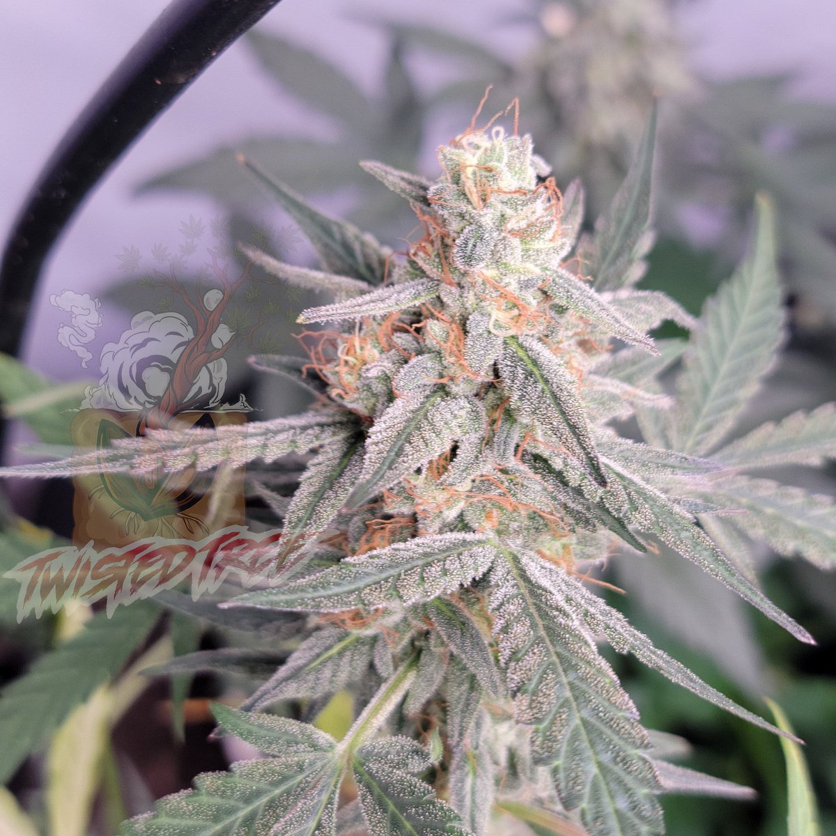 Twistedtreeauto's tweet image. Twisted Wedding stacking up nicely 🔥Been in the works for a couple years, just about ready to be released. Trichome galore 🥶🥶