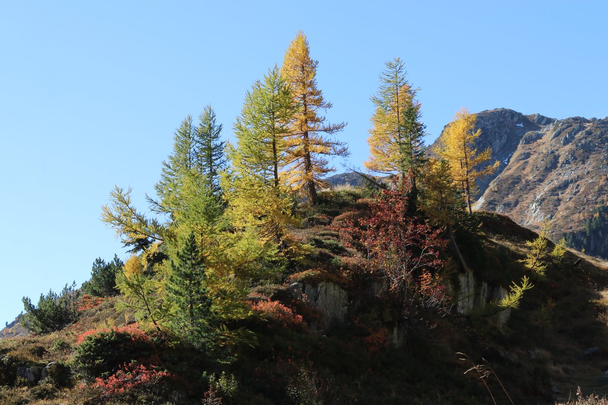 Und weiter geht es mit den wunderschönen #Herbstfarben. Heute in #Gletsch, zwischen Furka- und Grimselpass.