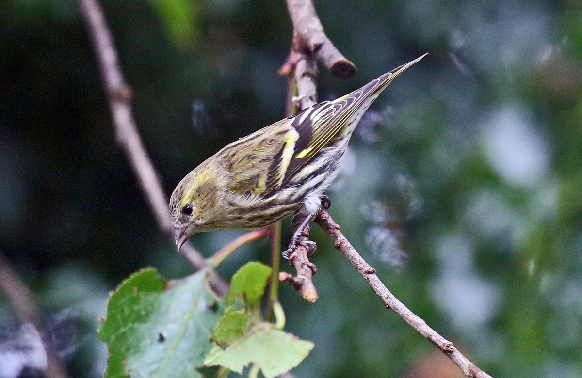 Siskin in Andreas, Isle of Man  today 🇮🇲🇮🇲