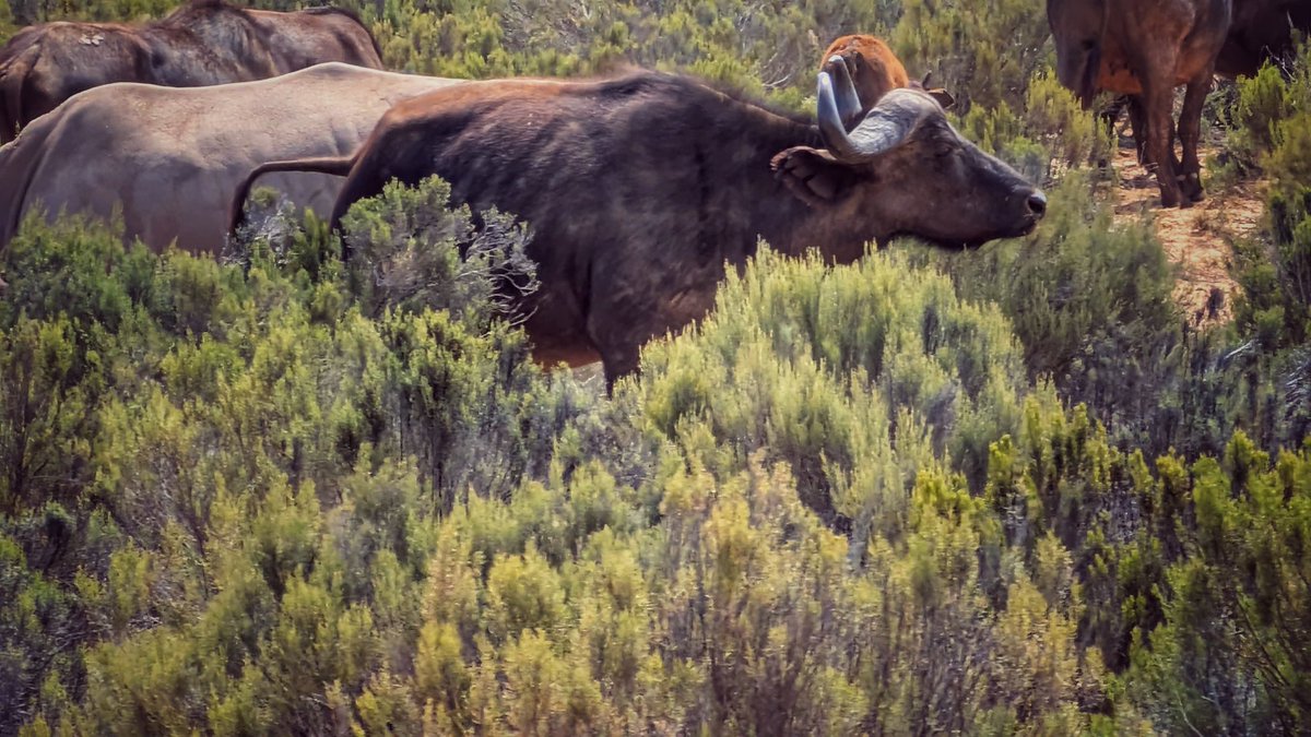 What a way to end our trip in South Africa by completing the Big 5 

Rhino, Lion, Leopard, Buffalo and Elephant. This was a much needed vacation for sure, It was an amazing experience <a href="/michaelrubin/">Michael Rubin</a> <a href="/MikeMahan/">Mike Mahan</a> <a href="/LeonardMarsh70/">Leonard A. Marshall (NFL Legend)</a> <a href="/AmyTrask/">Amy Trask</a> <a href="/TheDnRCompany/">The Company</a> 🐐🚀🔥 #NRMedia #SouthAfrica