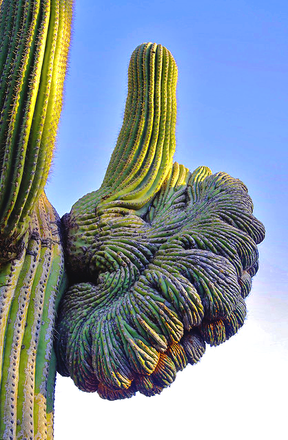 geologyBits's tweet photo. 🟥 🪴 Fasciation
a rare and intriguing developmental abnormality in plants, manifests as the abnormal flattening and radial expansion of stems, petioles, or flower stalks into broad, ribbon-like or fan-shaped structures.

❤️ 🔁 #Fasciation #PlantMutation                              

🎞️ @ViolinistShewolf
▶️ Often accompanied by enlarged, crested, or monstrously proliferated flower heads and distorted foliage.

It affects a wide range of species from cacti and succulents (e.g., crested euphorbias) to perennials like delphiniums and trees such as willows, creating surreal, sculptural forms prized by collectors.

This condition arises from disruptions to the plant's apical meristem, the growing tip, during early development.

Triggered by factors including genetic mutations, bacterial or viral infections, hormonal surges (particularly excess auxins or cytokinins).

Physical trauma like frost damage or insect herbivory, or environmental stresses such as uneven light exposure.

Causing the normally circular meristem to elongate into a linear plane and produce fasciated growth that may persist clonally via cuttings.