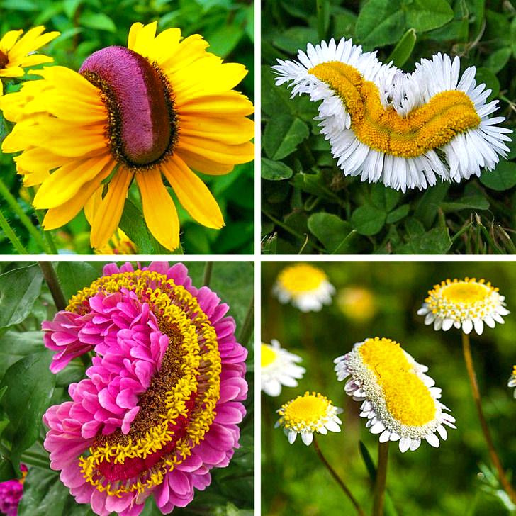 geologyBits's tweet photo. 🟥 🪴 Fasciation
a rare and intriguing developmental abnormality in plants, manifests as the abnormal flattening and radial expansion of stems, petioles, or flower stalks into broad, ribbon-like or fan-shaped structures.

❤️ 🔁 #Fasciation #PlantMutation                              

🎞️ @ViolinistShewolf
▶️ Often accompanied by enlarged, crested, or monstrously proliferated flower heads and distorted foliage.

It affects a wide range of species from cacti and succulents (e.g., crested euphorbias) to perennials like delphiniums and trees such as willows, creating surreal, sculptural forms prized by collectors.

This condition arises from disruptions to the plant's apical meristem, the growing tip, during early development.

Triggered by factors including genetic mutations, bacterial or viral infections, hormonal surges (particularly excess auxins or cytokinins).

Physical trauma like frost damage or insect herbivory, or environmental stresses such as uneven light exposure.

Causing the normally circular meristem to elongate into a linear plane and produce fasciated growth that may persist clonally via cuttings.