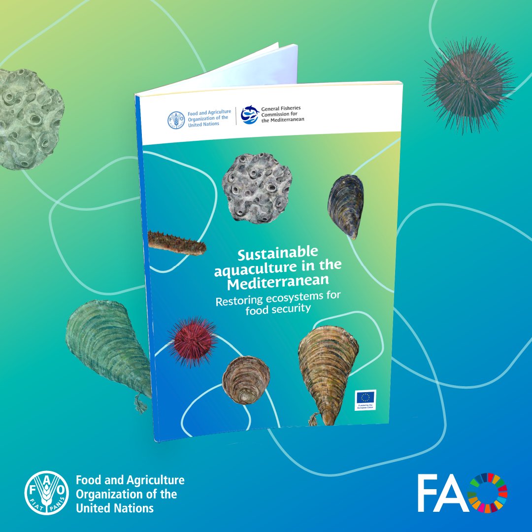 Sustainable aquaculture can benefit both ecosystems and coastal communities.

Check out how mussels, oysters, sea urchins, and pen shells help restore Mediterranean ecosystems in this <a href="/UN_FAO_GFCM/">General Fisheries Commission for the Mediterranean</a> factsheet on Restorative Aquaculture 👉 openknowledge.fao.org/handle/20.500.…