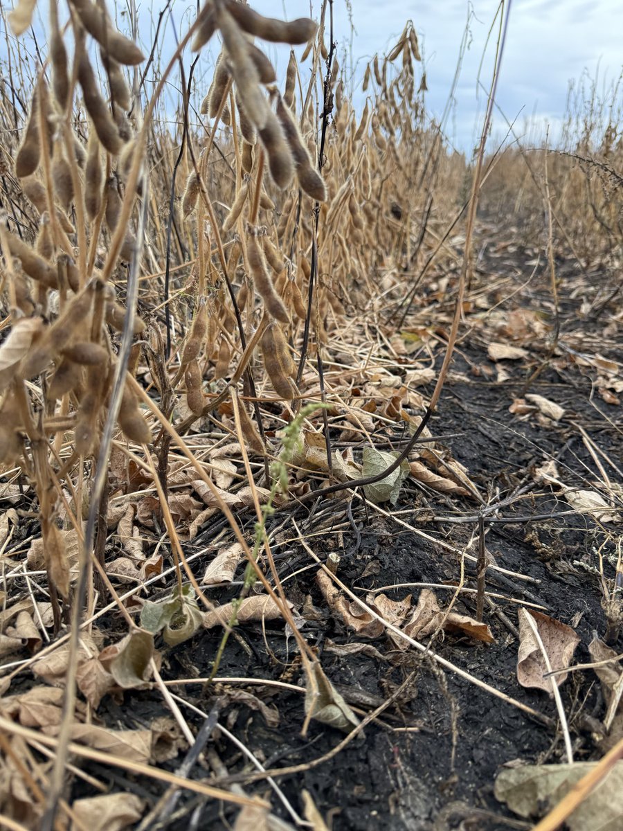 Joe Ikley tweet media