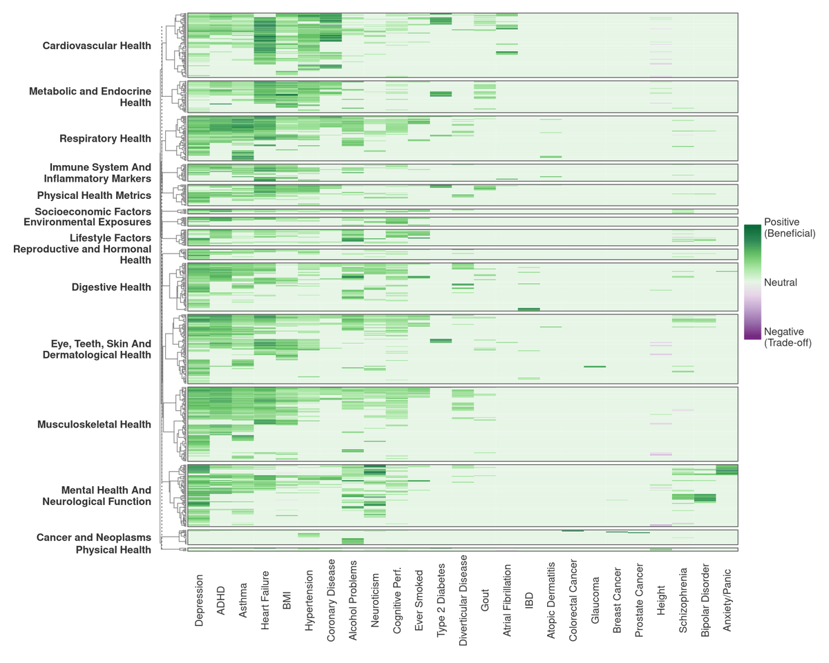 11/ The chart below shows our results, with green cells indicating neutral or beneficial pleiotropy and purple cells highlighting instances of negative (or “antagonistic”) pleiotropy: