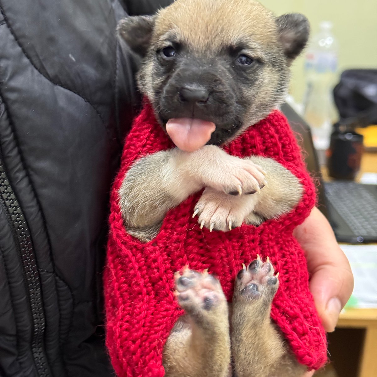 fourpawsint's tweet photo. In Ukraine, FOUR PAWS launched #ProjectKishka to help stray cats โ but one puppy changed everything. ๐
Born in a shelter in Mykolaiv, little Lilu was the only survivor of her litter. Fragile and weak, she needed a miracle โ and found it in our vet Valentyna and volunteer Nadiia https://t.co/afb5lCkodc