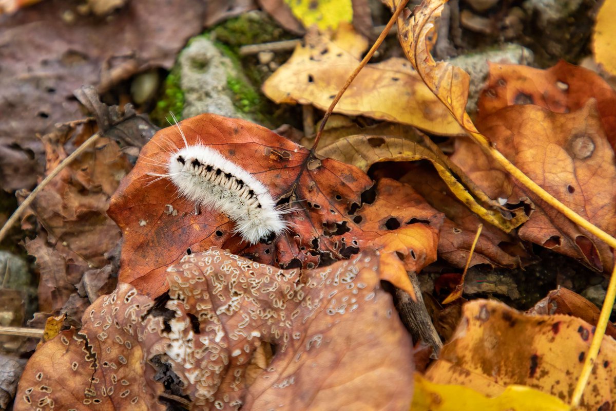 When leaves are thrown away in the fall, we eliminate an important overwintering microhabitat for #wildlife like caterpillars, salamanders, &amp; 
#fireflies. 🍂🍂

Urge your local officials to leave the leaves in outdoor public spaces: ow.ly/B4OX50XaA9c