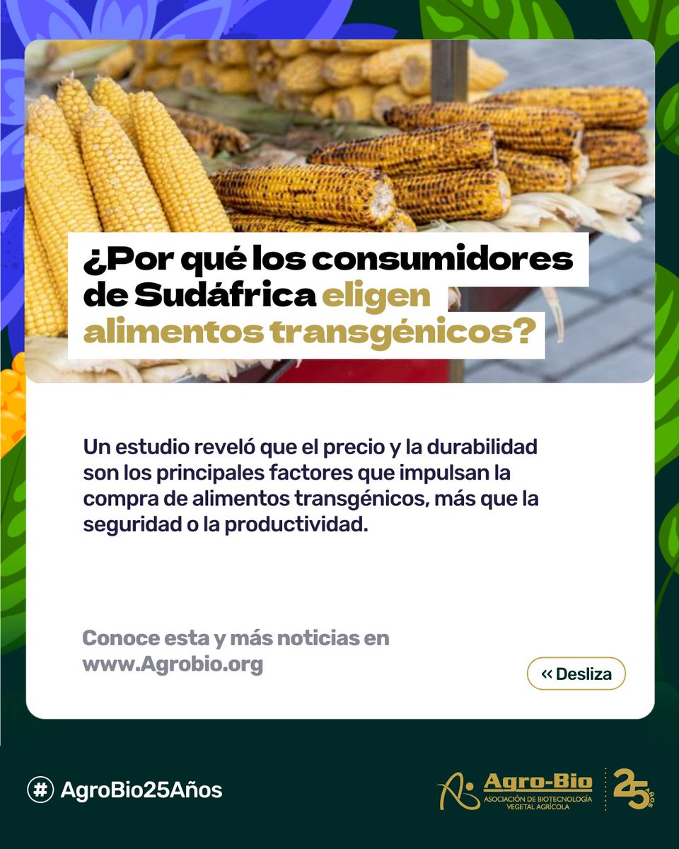 En Sudáfrica, los consumidores lo tienen claro: eligen #AlimentosTransgénicos si duran más y cuestan menos.
Un estudio muestra que el ahorro y la vida útil pesan más que cualquier otro beneficio.

¿Y tú? ¿Qué te haría elegir un alimento transgénico? 👇
agrobio.org/noticias/trans…