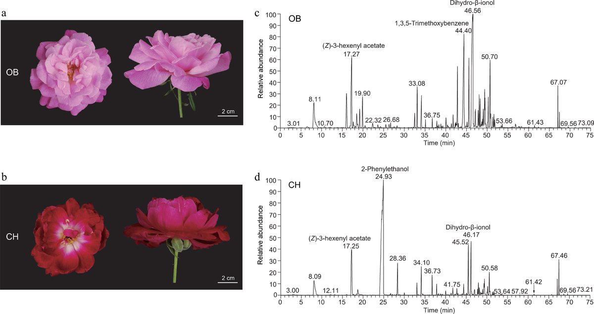 HortiPlant's tweet photo. #OPR
Study reveals key genes &amp; pathways behind floral scent in Chinese rose. RcCH_AADC-1 overexpression boosts 2-phenylethanol, enhancing fragrance for ornamental breeding.
@MaximumAcademic @NewPhyt #Rose #FloralScent
Details: https://t.co/sXCmTUHFZ5 https://t.co/wyiITcolET