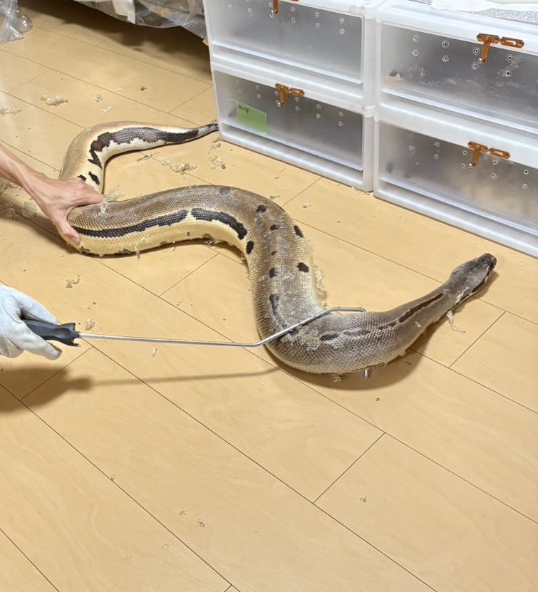 ジェームズ君の脱皮のお手伝いなう