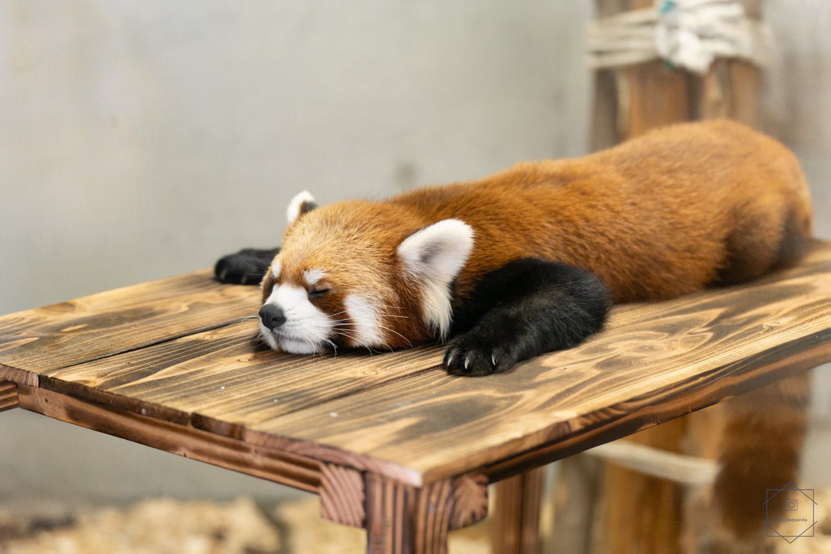 What's y'all's favorite animal 
Mines the red panda