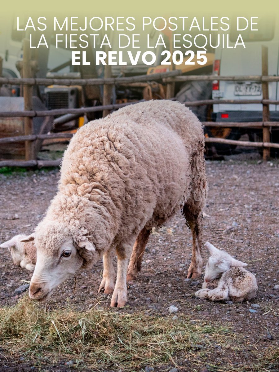 📸🐑 ¡Las mejores postales de la Fiesta de la Esquila El Relvo 2025 ya están aquí! 🇨🇱✨

Sabemos que nos hicimos esperar… pero es que fueron muchas fotos 😅
El sábado vivimos una jornada increíble junto a nuestra comunidad, llena de tradición, música, alegría y espíritu arriero