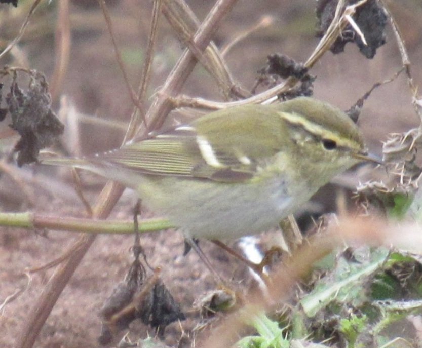 Michael Bell tweet media