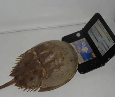 RamonPang tweet media