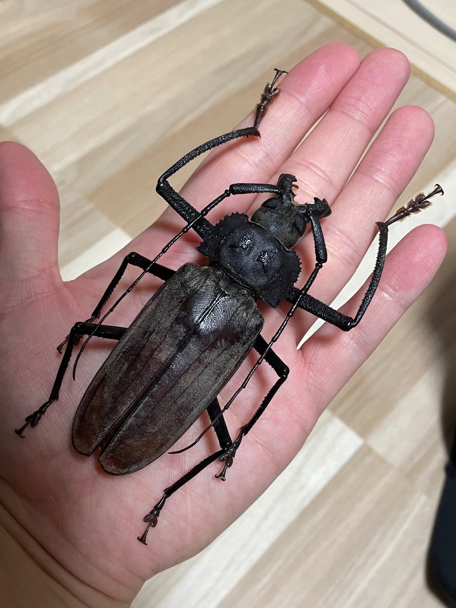 カミキリムシ (@5AuTwuwVZB0alo7) / Posts / X