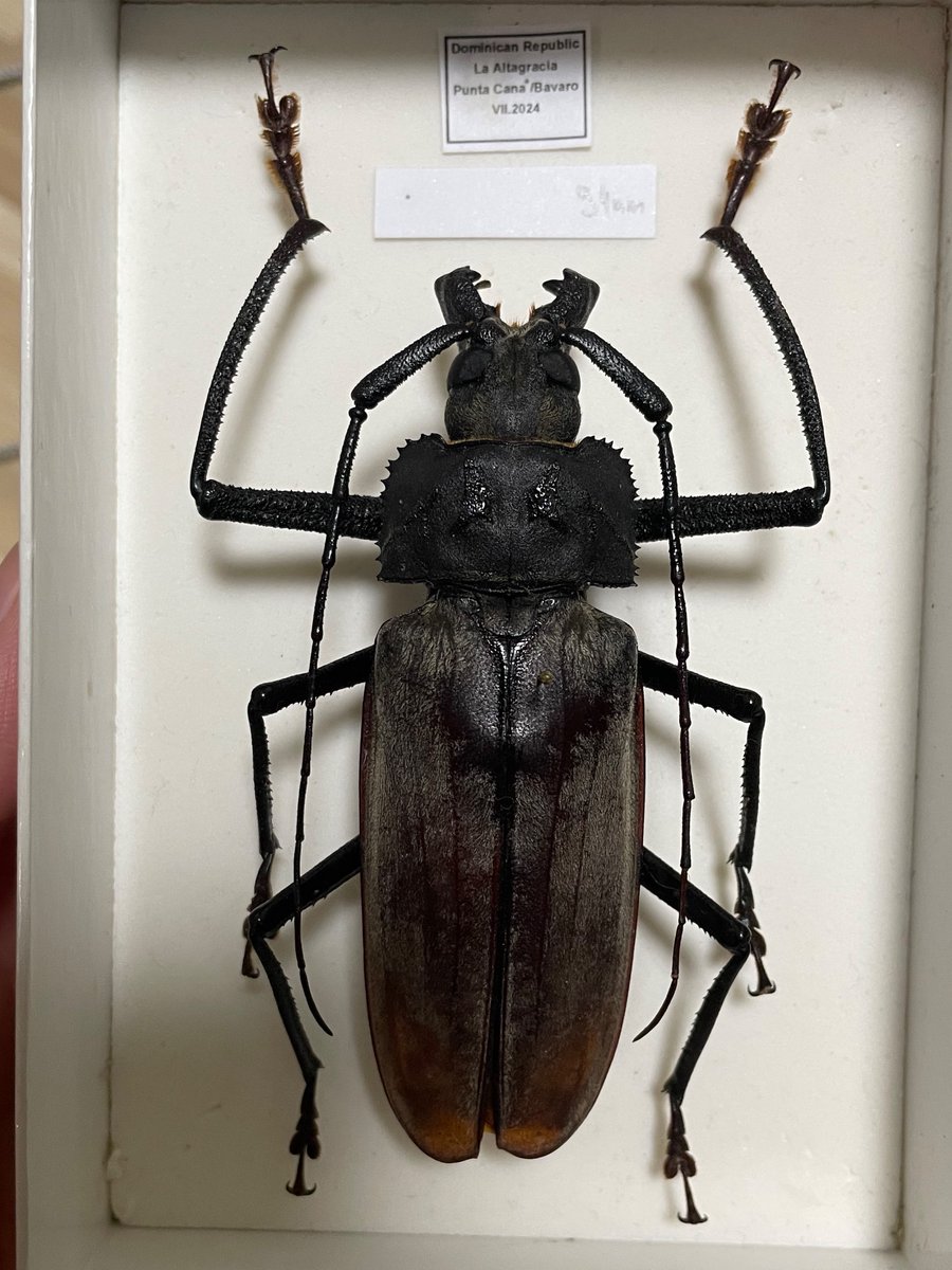 カミキリムシ (@5AuTwuwVZB0alo7) / Posts / X