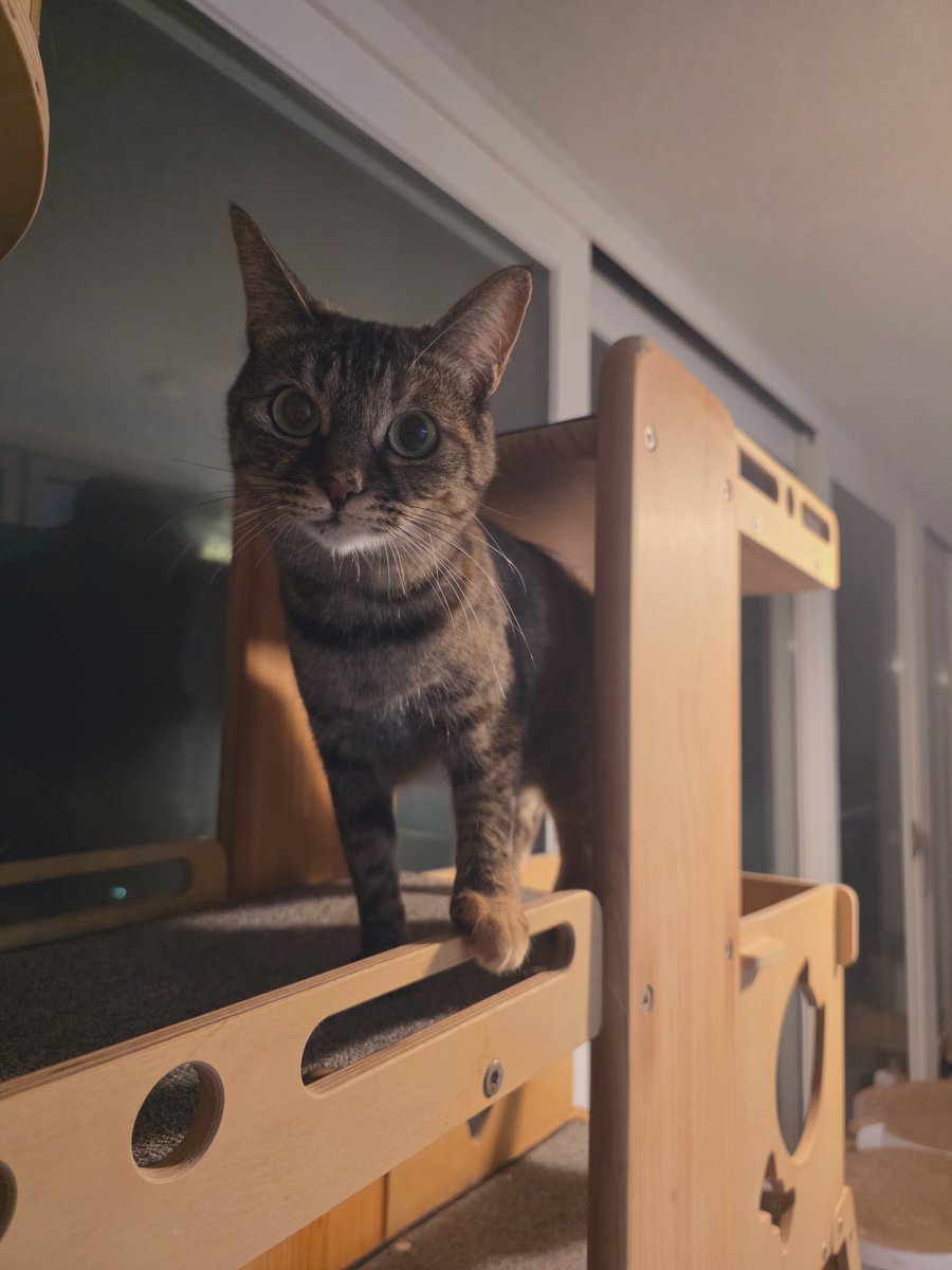 캣타워 어디껀가 보려고 하니 자기를
보라 함