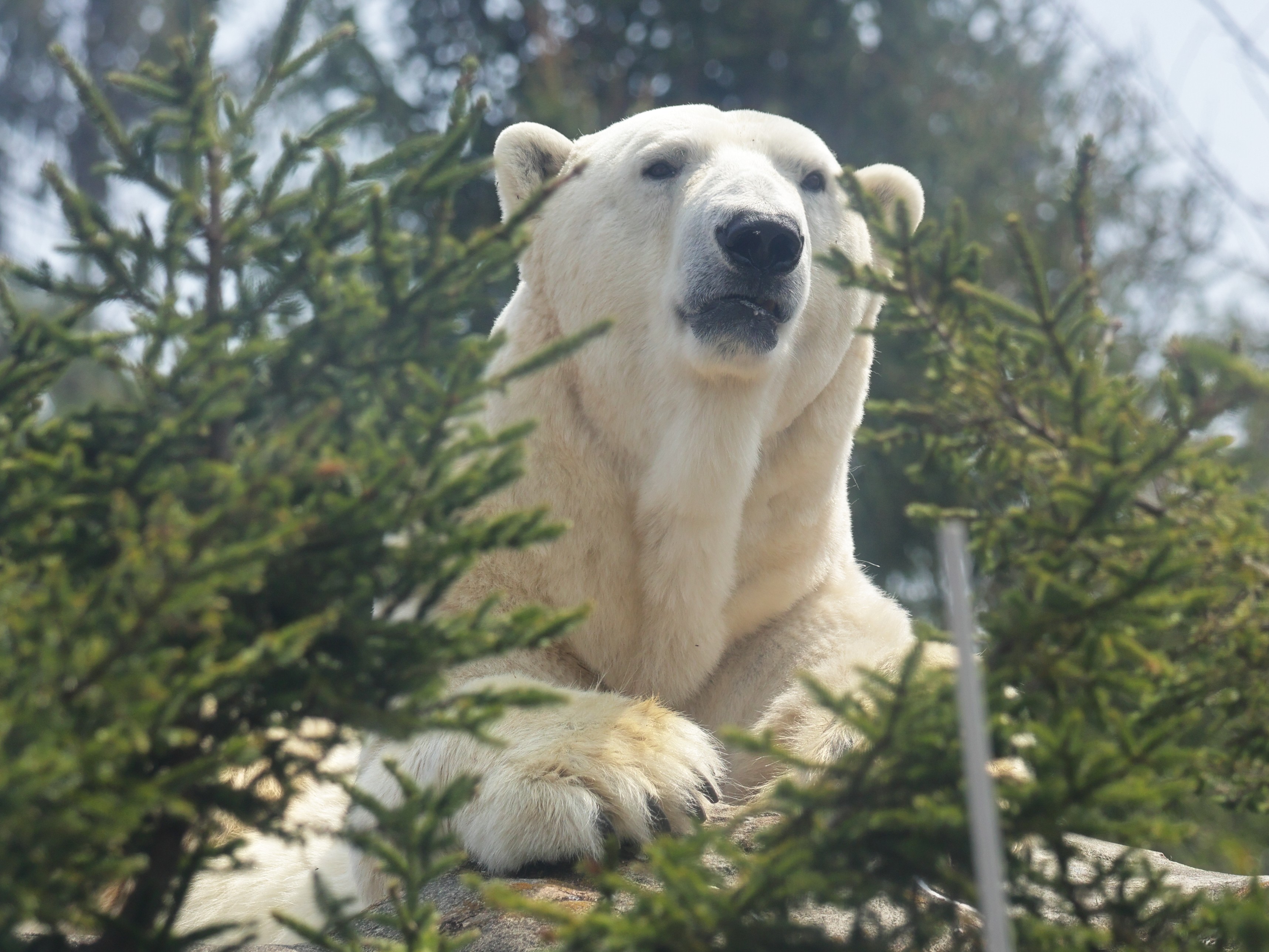   2010 ホッキョクグマ プレート　希少 2010 ホッキョクグマ プレート 希少 アニア AS-10 ホッキョクグマ