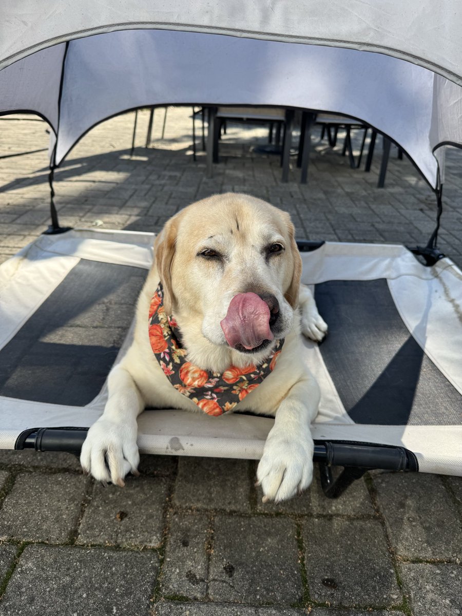 Happy ToT friends 😋. Hope everyone has a great day 🥰.
#dogsoftwitter
#dogsofX 
#tongueouttuesday