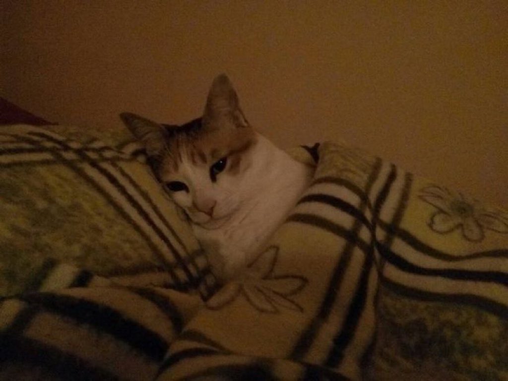 WeAssessCats's tweet photo. Who broken his heart https://t.co/WxeCtKmhih
