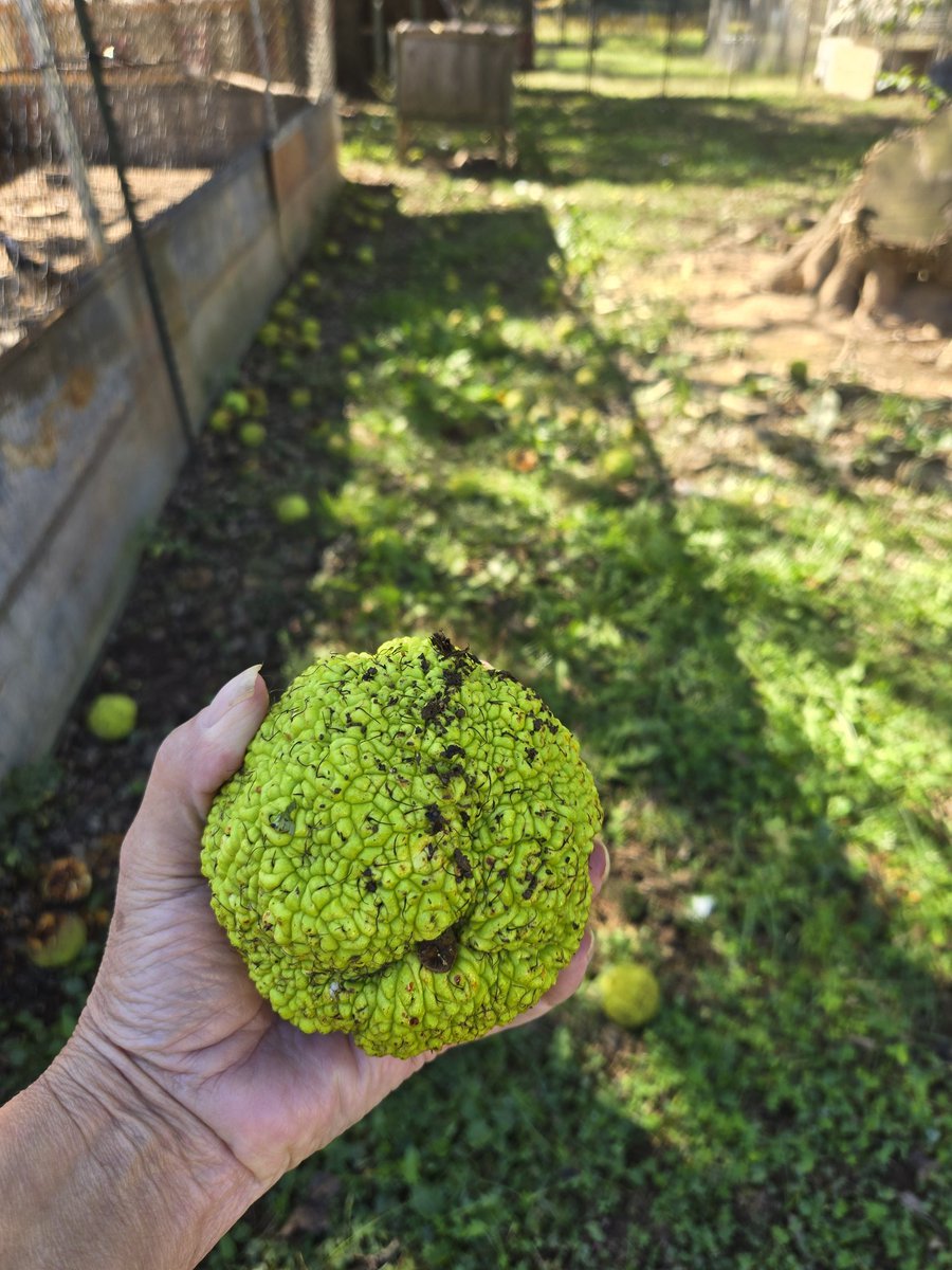 ElizTreese's tweet photo. @catturd2 I see your acorns and raise you an Osage orange https://t.co/WBpTbRpdCa