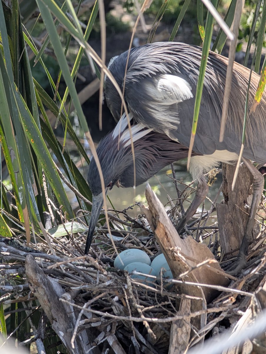 fishhyren tweet media