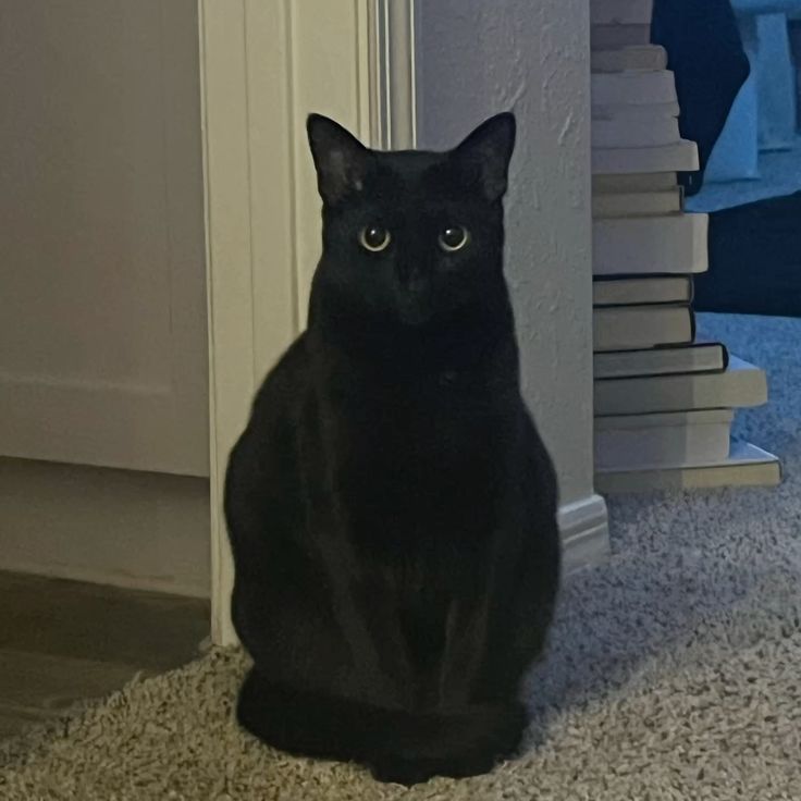 Second Before Blunder☠️ (@blundervid) on Twitter photo 