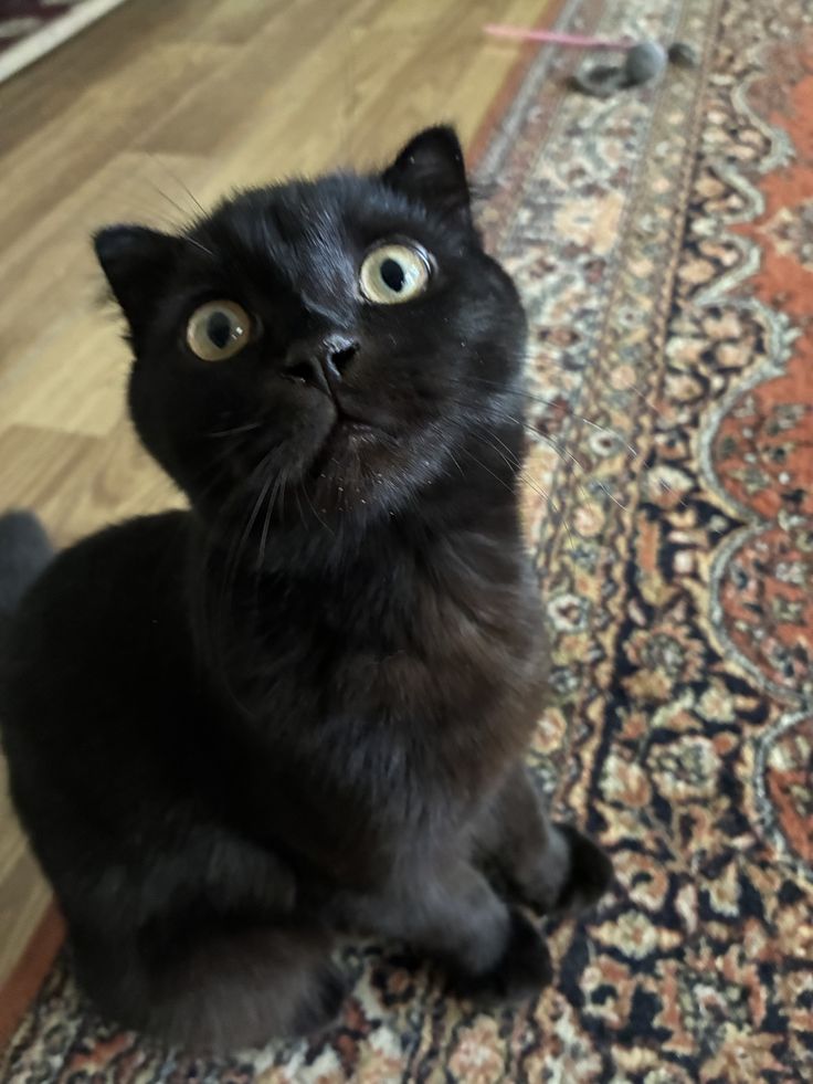 Second Before Blunder☠️ (@blundervid) on Twitter photo 