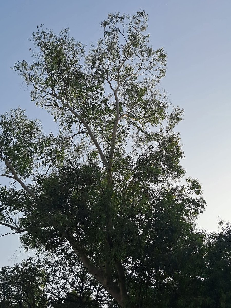 lightseekerusha's tweet image. There’s something quietly beautiful about trees that reach for the sky —
their roots deep in the earth, their branches stretching endlessly upward.
A reminder that strength and grace can coexist. 🌿✨

#NatureWhispers #TreeStories #CalmMoments #SimpleBeauty #DelhiDiaries