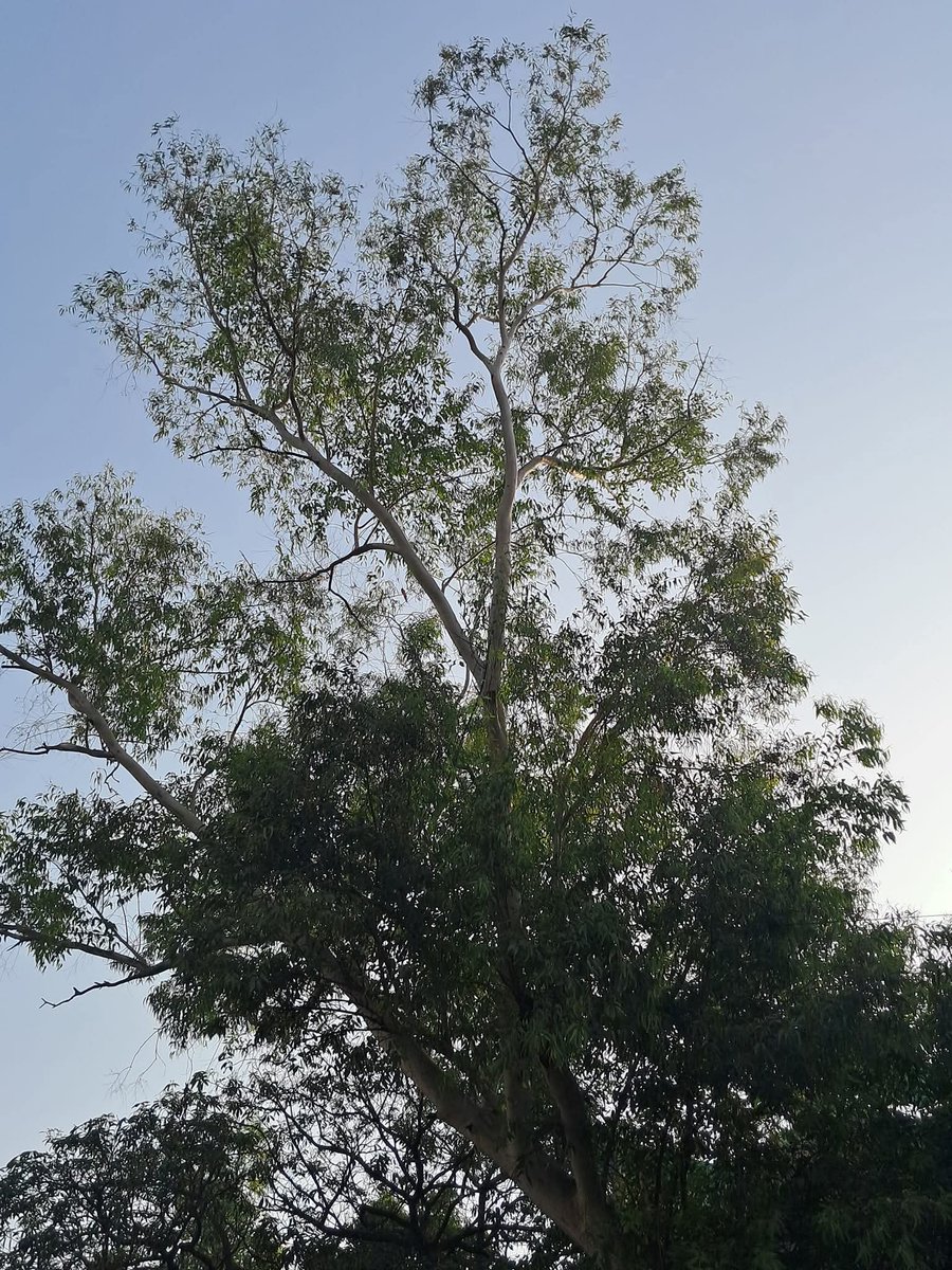 lightseekerusha's tweet image. There’s something quietly beautiful about trees that reach for the sky —
their roots deep in the earth, their branches stretching endlessly upward.
A reminder that strength and grace can coexist. 🌿✨

#NatureWhispers #TreeStories #CalmMoments #SimpleBeauty #DelhiDiaries