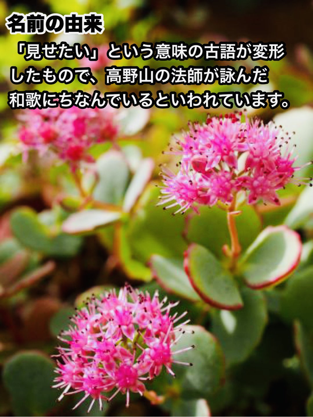 花y…ページ•*¨*•.¸♬︎ 柘榴 on X