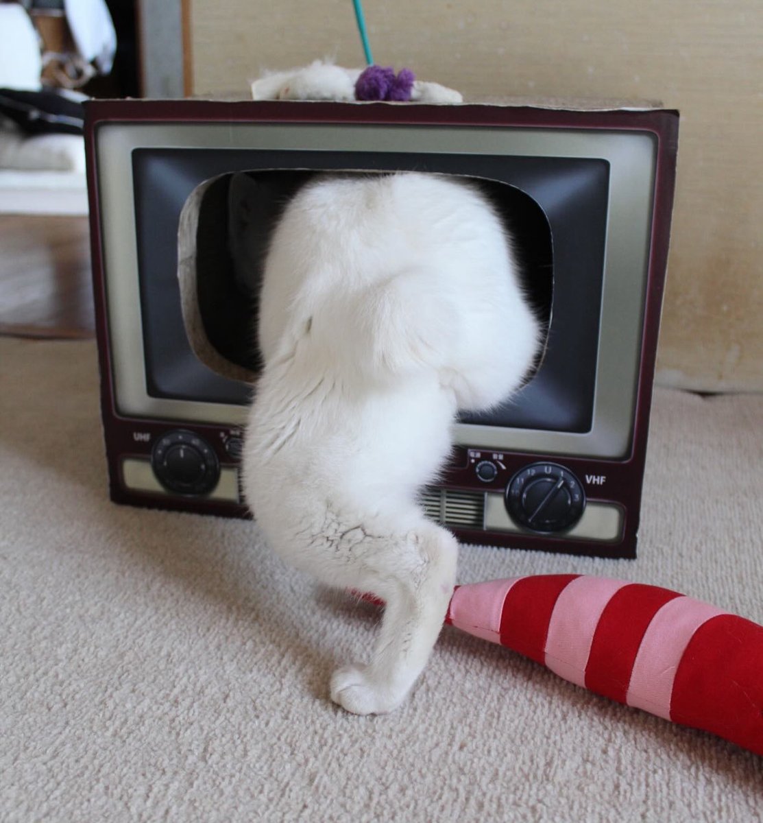 この後ろ姿がたまらん❤️