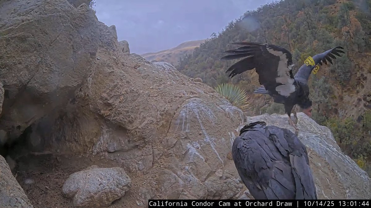CornellCondors's tweet photo. 13:01, 10/14   Mom (female #216) arrives and heads to the cave for a feeding session with the chick https://t.co/lUMhCeutaX