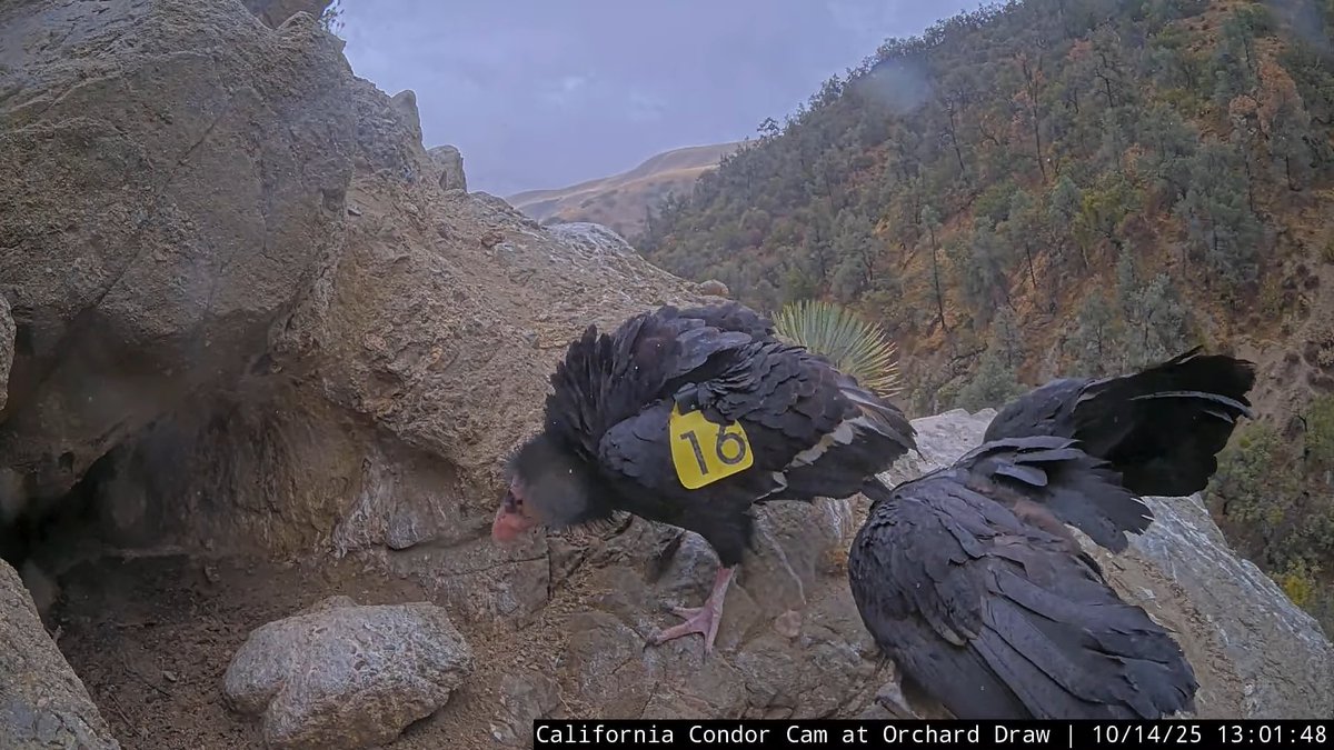 CornellCondors's tweet photo. 13:01, 10/14   Mom (female #216) arrives and heads to the cave for a feeding session with the chick https://t.co/lUMhCeutaX