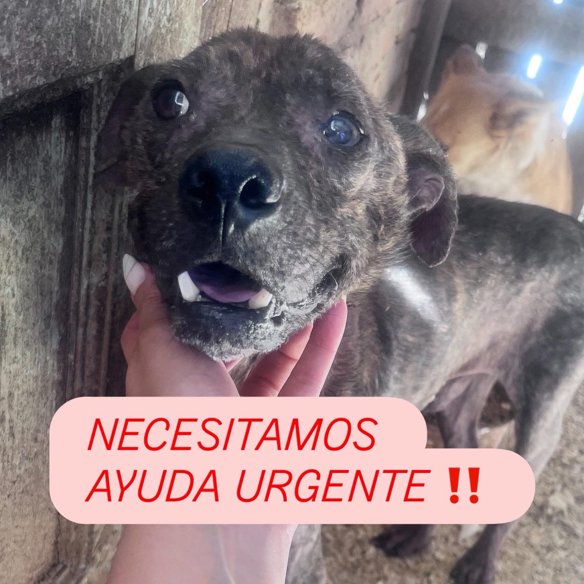 No sabemos cómo seguir 💔
Hoy miramos a los ojos de nuestros perros y no tenemos qué poner en sus platos.
Nos duele el alma, pero seguimos, porque ellos no entienden de cuentas ni de deudas… solo de hambre.

📍Alias Mercado Pago: omfamoreno 
✨Alias Banco Nacion: Omfitas