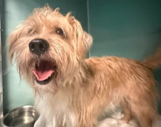 Image from Morgan Fairchild's Dogs (@MorgFairsdogs)