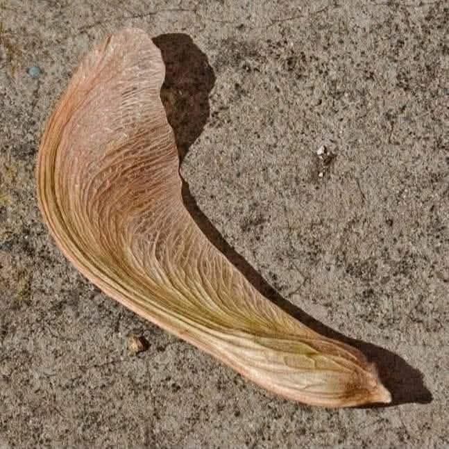 Dear Diary,

I am 30 years old and I STILL do not know what these 2 things are actually called (although the prickly ones, I always called "monkey balls")

And I fear I may never know