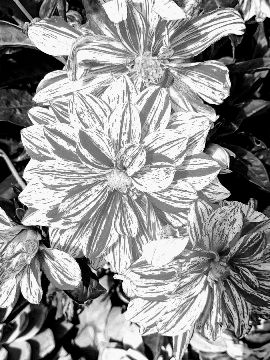 chris40851's tweet image. #Flowers 🖤🩶🤍
Do you love #photograghy ?