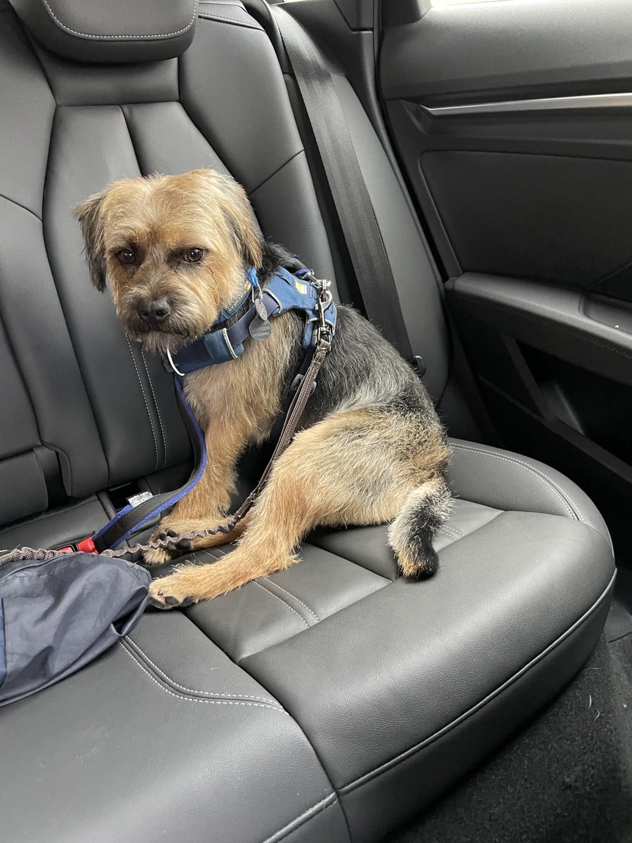 HomesChristineH's tweet image. Hard stare post fur-cut…floof removal…recovery snooze…#Benedict #BTPosse ⁦@revdlouisjj⁩